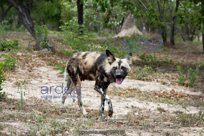 : Wild Dog (Lycaon pictus), Captive, Hoedspruit : Wild Dog (Lycaon pictus), Captive, Hoedspruit