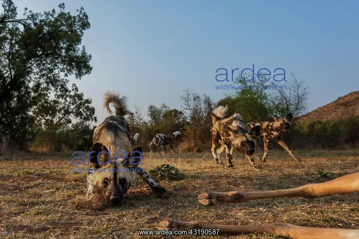 : Wild Dog (Lycaon pictus) feeding on an Impala {Aepyceros : Wild Dog (Lycaon pictus) feeding on an Impala {Aepyceros