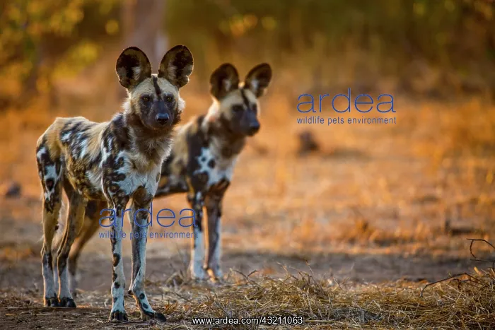 : Wild Dog (Lycaon pictus). Northern Tuli Game Reserve : Wild Dog (Lycaon pictus). Northern Tuli Game Reserve