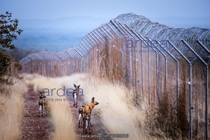 : Wild Dog (Lycaon pictus). Venetia. Limpopo Province : Wild Dog (Lycaon pictus). Venetia. Limpopo Province