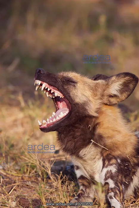 : Wild dog (Lycaon pictus), yawning, animal portrait : Wild dog (Lycaon pictus), yawning, animal portrait