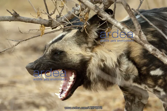 : Wild Dog - with mouth open snarling : Wild Dog - with mouth open snarling
