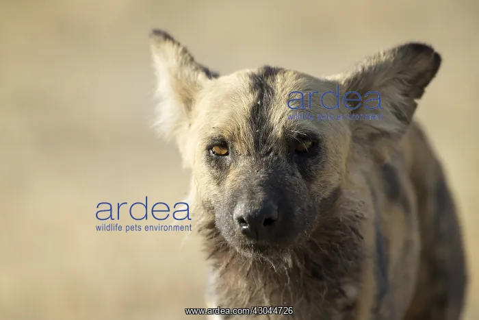  : Wild dog - portrait - Botswana, Africa