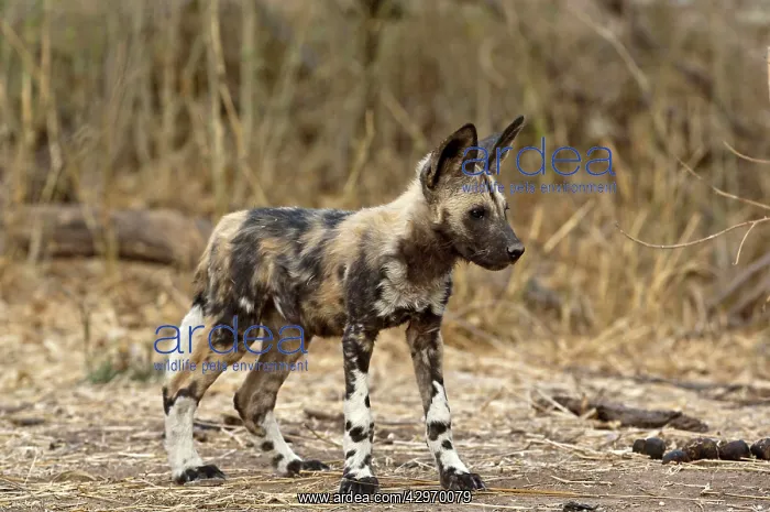 : Wild Dog - pup standing : Wild Dog - pup standing