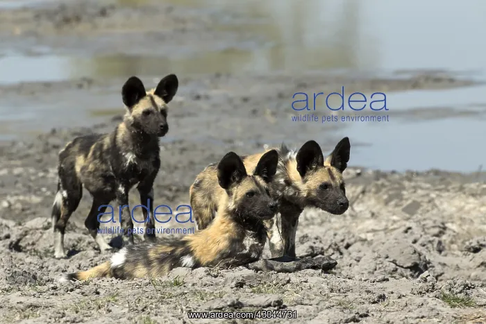  : Wild dog - pups - Botswana, Africa