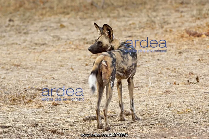 : Wild Dog - standing looking behind : Wild Dog - standing looking behind
