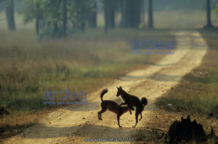 : Wild Dogs / Dholes - playing : Wild Dogs / Dholes - playing