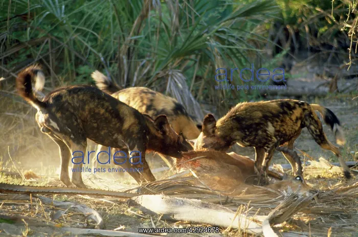 : Wild Dogs - feeding frenzy : Wild Dogs - feeding frenzy