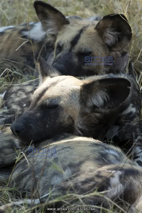  : Wild dogs - sleeping - Botswana, Africa