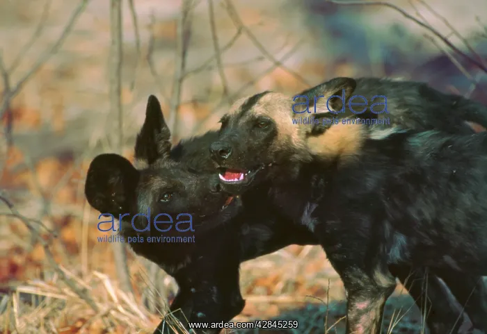 : Wild Dogs - Wild dog pup licks the blood off the : Wild Dogs - Wild dog pup licks the blood off the