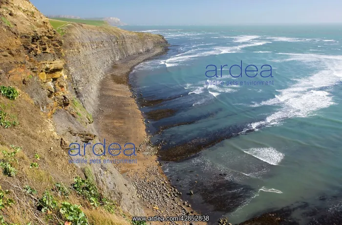: The wild Dorset coast, looking east from Kimmeridge : The wild Dorset coast, looking east from Kimmeridge