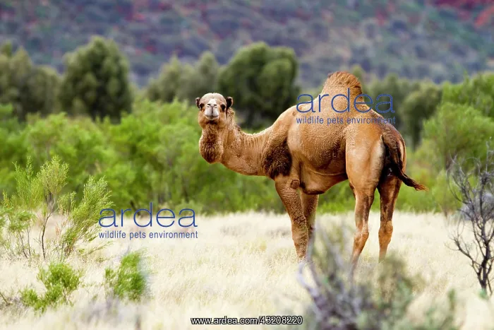 : Wild dromedary (Camelus dromedarius), Northern Territory : Wild dromedary (Camelus dromedarius), Northern Territory