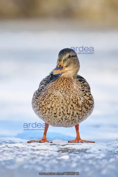 : Wild duck (Anas platyrhynchos) female, standing on a frozen : Wild duck (Anas platyrhynchos) female, standing on a frozen