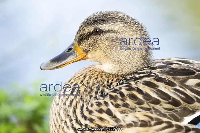  : Wild duck (Anas platyrhynchos) female, portrait, Bavaria