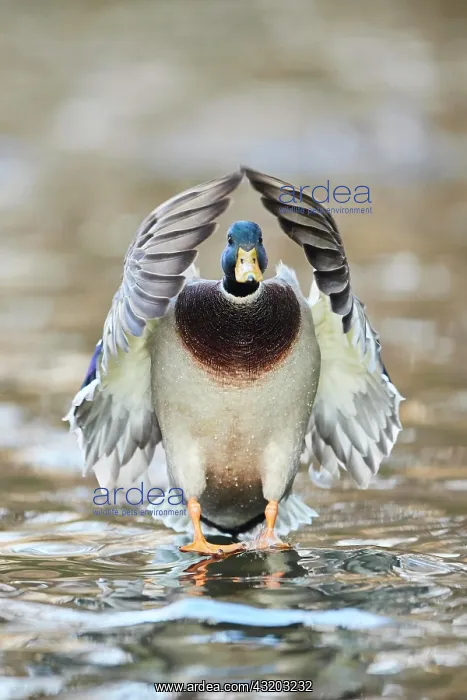 : Wild duck (Anas platyrhynchos) landing on a lake : Wild duck (Anas platyrhynchos) landing on a lake