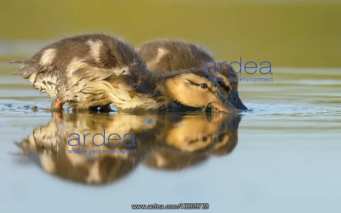 : Two Wild Ducklings (Anas platyrhynchos) foragin : Two Wild Ducklings (Anas platyrhynchos) foragin