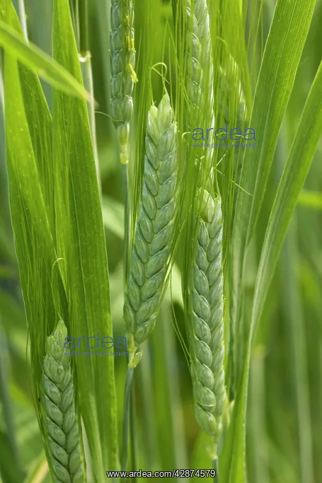 : Wild Emmer wheat, a fore-runner of modern wheat : Wild Emmer wheat, a fore-runner of modern wheat