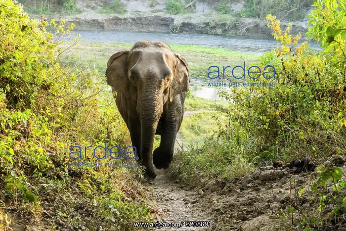 : Wild female Asian elephant (Elephas maximus) walking : Wild female Asian elephant (Elephas maximus) walking