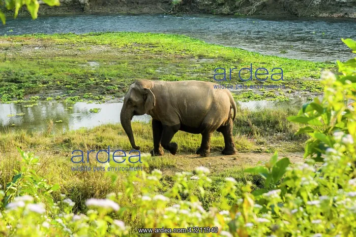 : Wild female Asian elephant (Elephas maximus) walking : Wild female Asian elephant (Elephas maximus) walking