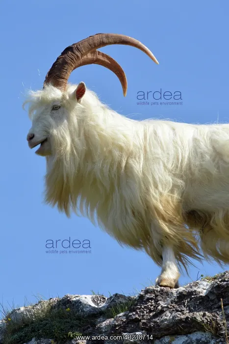 : Wild (feral) Goat, adult male; Great Orme Head : Wild (feral) Goat, adult male; Great Orme Head