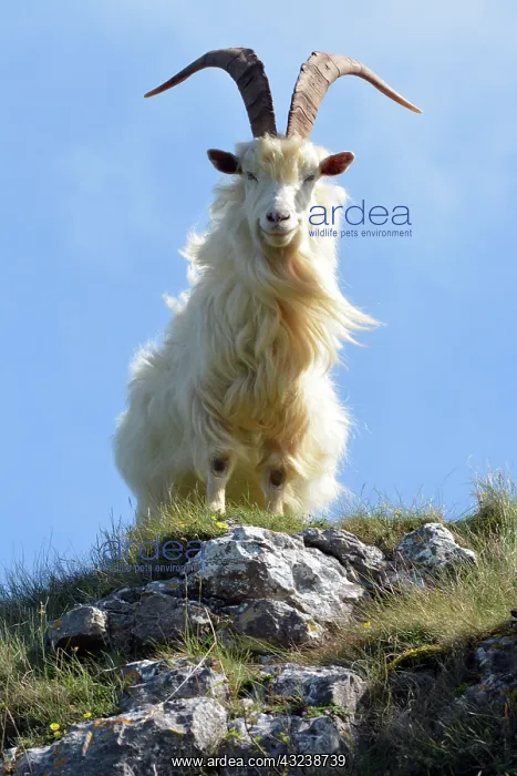 : Wild (feral) Goat, adult male; Great Orme Head : Wild (feral) Goat, adult male; Great Orme Head
