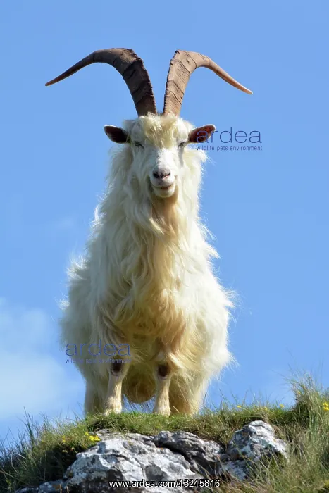 : Wild (feral) Goat, adult male; Great Orme Head : Wild (feral) Goat, adult male; Great Orme Head