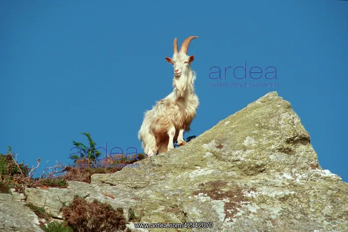 : Wild (feral) goat - Carradale Bay : Wild (feral) goat - Carradale Bay