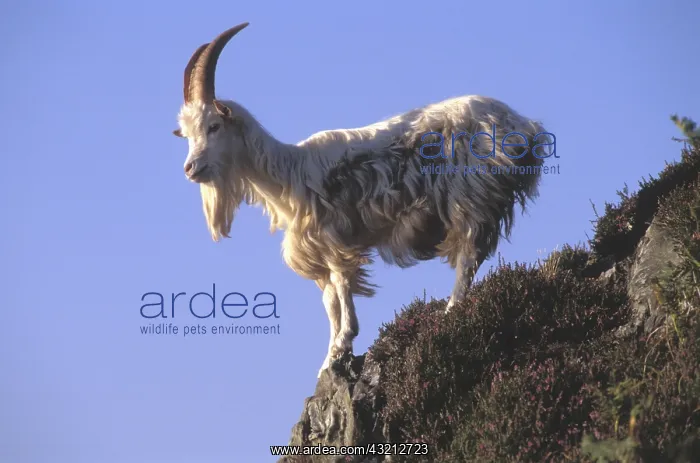 : Wild feral goat Carradale Bay Mull of Kintyre Scotland UK : Wild feral goat Carradale Bay Mull of Kintyre Scotland UK