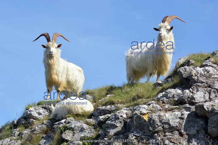 : Wild (feral) Goats, adult males; Great Orme Head : Wild (feral) Goats, adult males; Great Orme Head