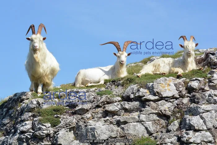 : Wild (feral) Goats, adult males; Great Orme Head : Wild (feral) Goats, adult males; Great Orme Head