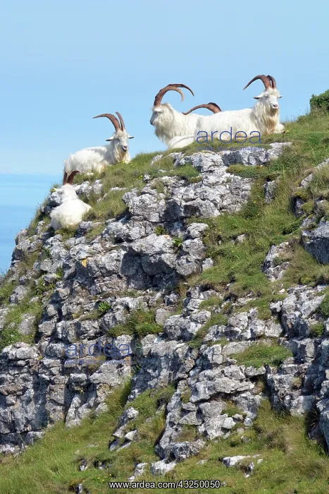: Wild (feral) Goats, adult males; Great Orme Head : Wild (feral) Goats, adult males; Great Orme Head