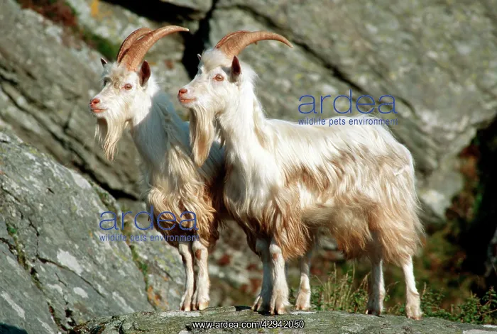 : Wild (feral) goats - Carradale Bay : Wild (feral) goats - Carradale Bay