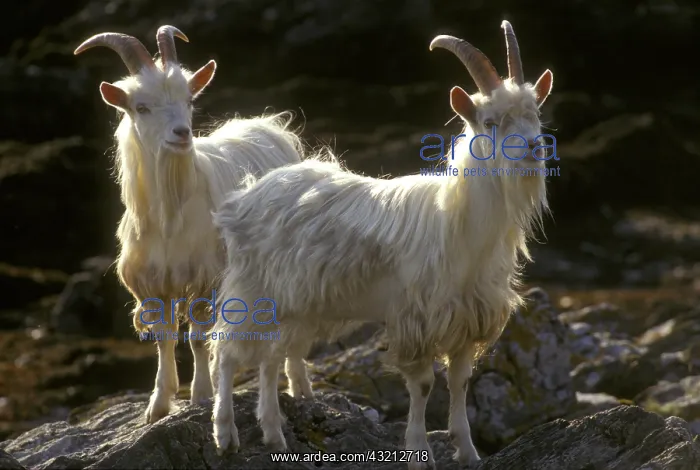 : Wild feral goats Carradale Bay Mull of Kintyre Scotland UK : Wild feral goats Carradale Bay Mull of Kintyre Scotland UK