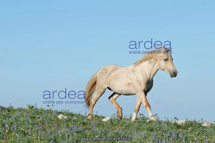  : Wild  /  Feral Horse