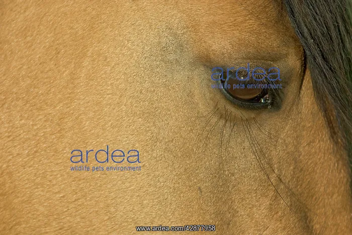  : Wild  /  Feral Horse - close-up of eye