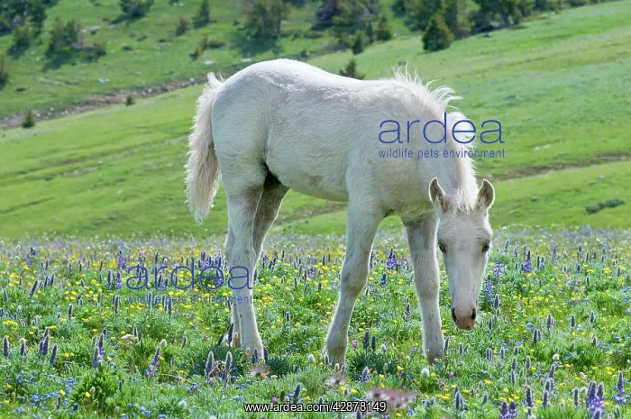 : Wild / Feral Horse - colt : Wild / Feral Horse - colt