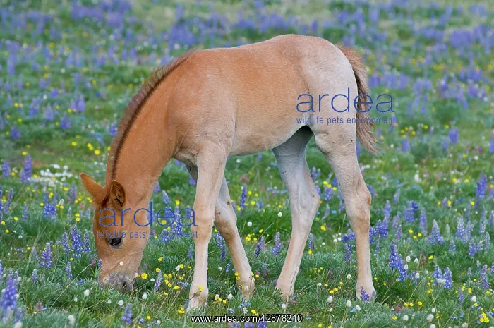 : Wild / Feral Horse - colt feeding : Wild / Feral Horse - colt feeding