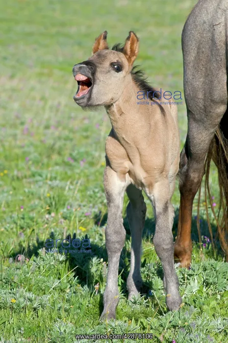 : Wild / Feral Horse - colt with mouth open : Wild / Feral Horse - colt with mouth open