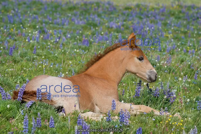 : Wild / Feral Horse - colt resting among wildflowers : Wild / Feral Horse - colt resting among wildflowers