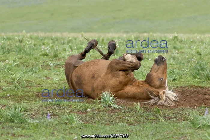 : Wild / Feral Horse - colt rolling on its back : Wild / Feral Horse - colt rolling on its back