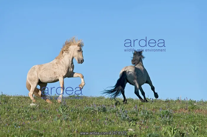 : Wild / Feral Horse - dominance behavior between stallions : Wild / Feral Horse - dominance behavior between stallions