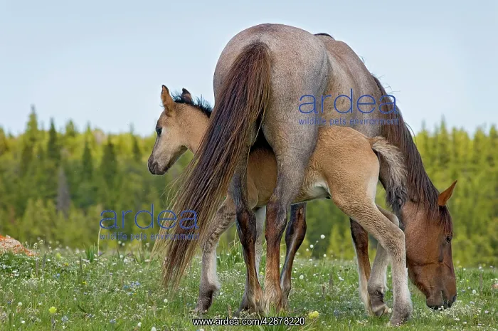 : Wild / Feral Horse - mare with colt : Wild / Feral Horse - mare with colt