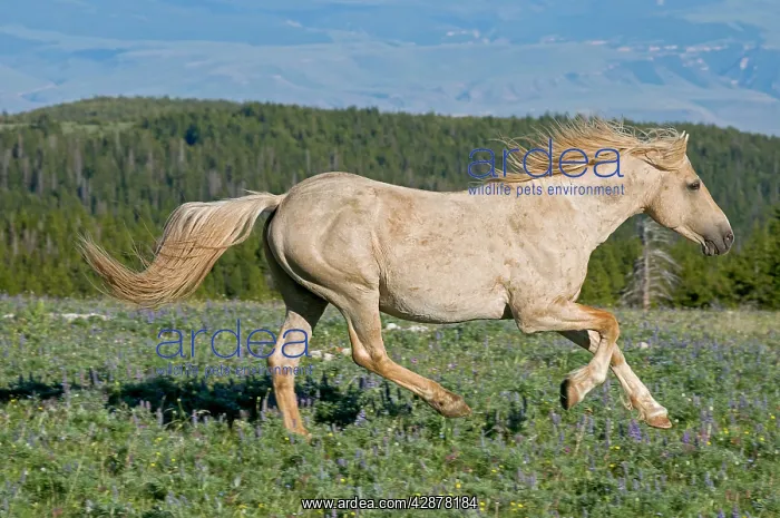 : Wild / Feral Horse - running : Wild / Feral Horse - running