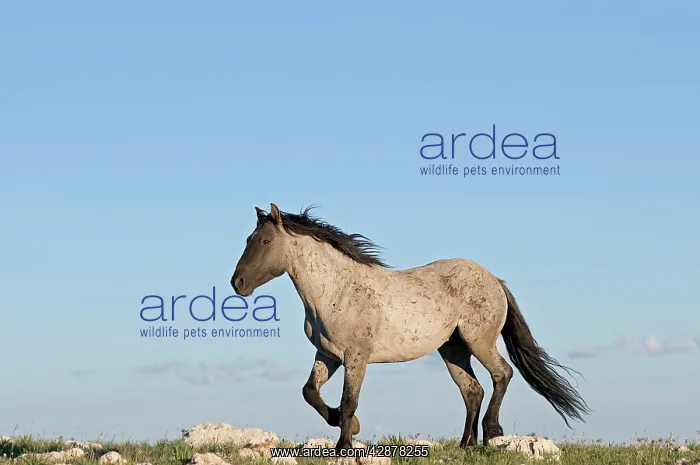 : Wild / Feral Horse - stallion : Wild / Feral Horse - stallion