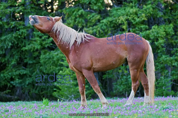 : Wild / Feral Horse - stallion - smelling - flehmen : Wild / Feral Horse - stallion - smelling - flehmen