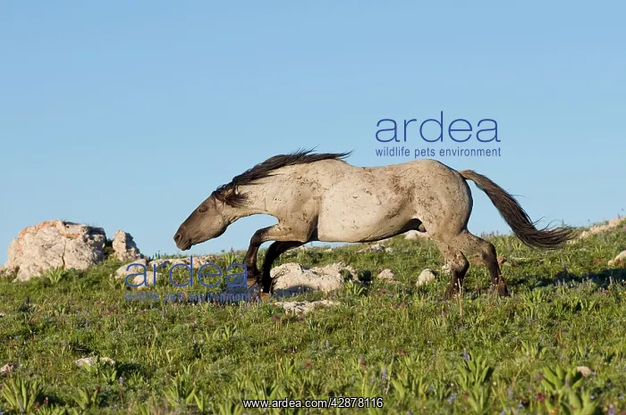 : Wild / Feral Horse - stallion 'snaking' (herding behavior) : Wild / Feral Horse - stallion 'snaking' (herding behavior)