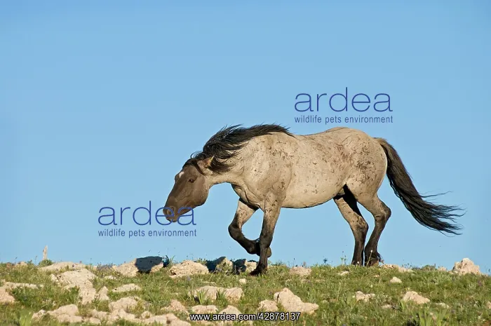 : Wild / Feral Horse - stallion 'snaking' (herding behavior) : Wild / Feral Horse - stallion 'snaking' (herding behavior)