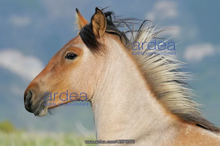: Wild / Feral Horse - two year old mare : Wild / Feral Horse - two year old mare