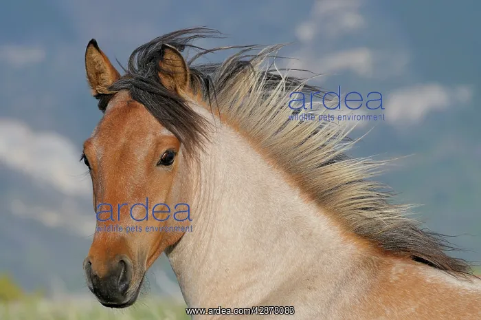 : Wild / Feral Horse - two year old mare : Wild / Feral Horse - two year old mare