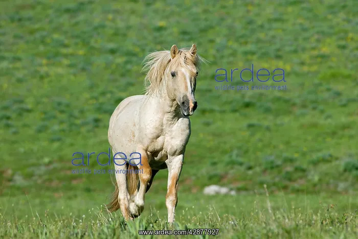 : Wild / Feral Horse - young stallion running : Wild / Feral Horse - young stallion running